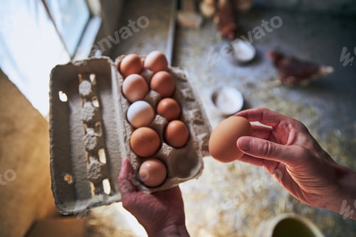 Preview: Eggs from small organic farm