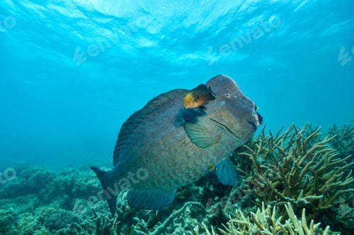 Preview: bumphead parrotfish spotted in moore reef in the great barrier reef