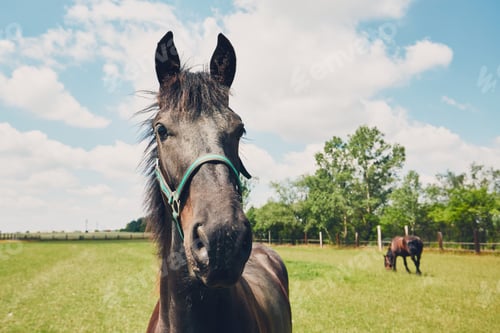Preview: Two horses on the pasture
