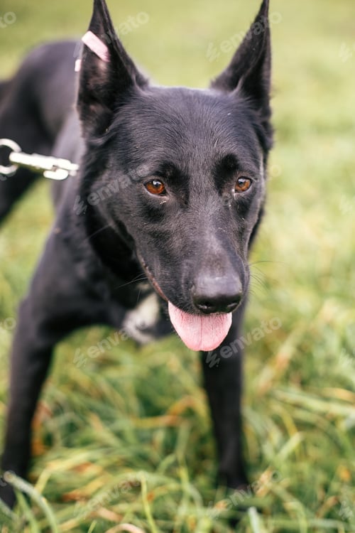 Preview: Cute stray total black dog walking and playing in green summer park