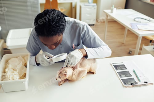 Preview: Veterinarian Examining Cat