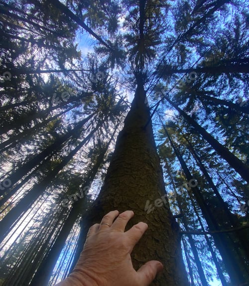 Preview: Connecting with nature in a winter evergreen forest.