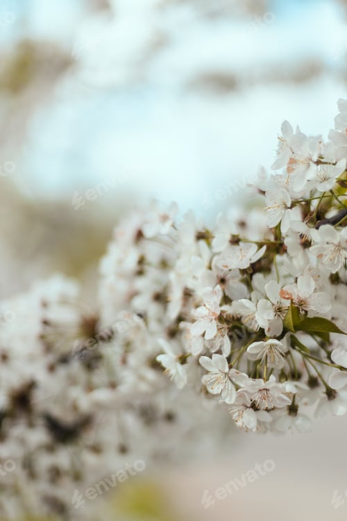 Preview: Spring bloom background with delicate blossoming cherry tree branches. Beautiful spring