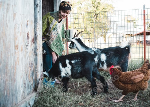 Preview: Woman farmer feeds her goats and chickens