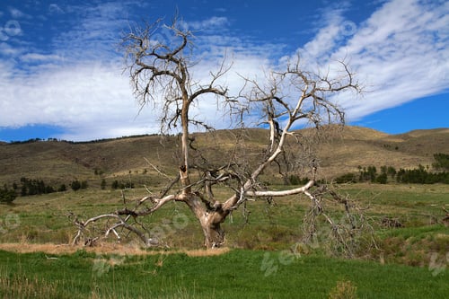 Preview: Dead bare tree in Bobcat Ridge nature area in Fort Collins, Colorado