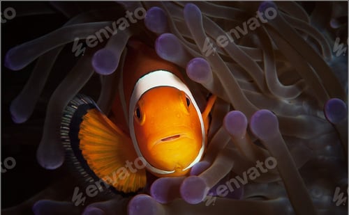 Preview: Anemone fish, clown fish, underwater photo