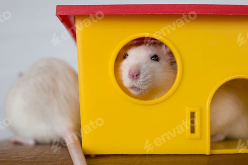 Preview: White Pet Rat Peeking Out of Playhouse