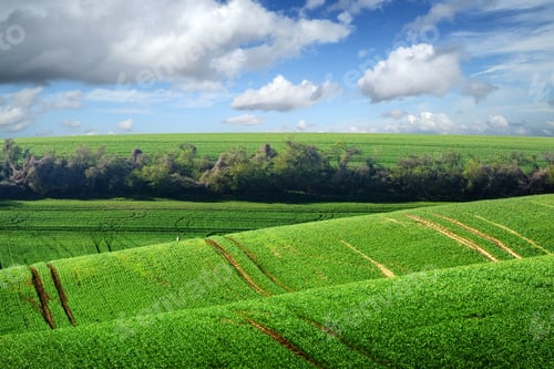 Preview: Picturesque rural landscape with green field and tree