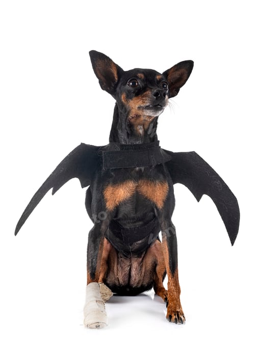 Preview: miniature pinscher in studio