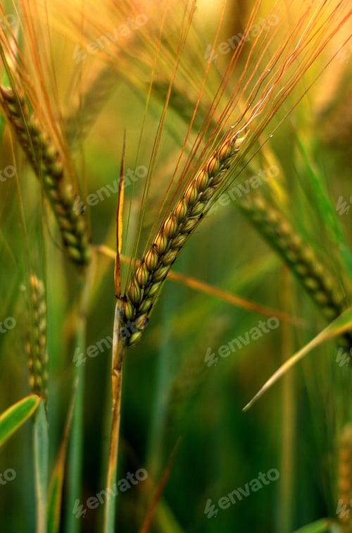 Preview: Vertical shot of a wheat field