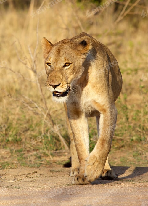 Preview: Lioness
