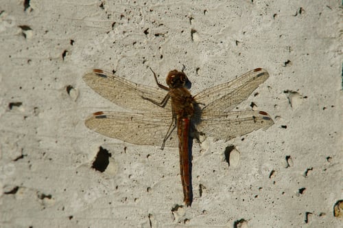 Preview: Rare brown dragonfly perches delicately on a white wall