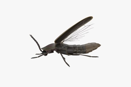 Preview: Winged Firefly Beetle