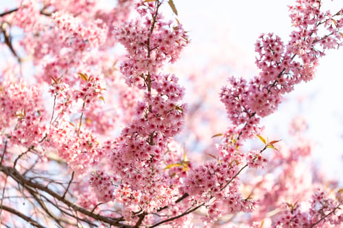 Preview: Wild Himalayan Cherry (Prunus cerasoides) or thai sakura flower