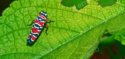 Preview: Bug, Tropical Rainforest, Costa Rica