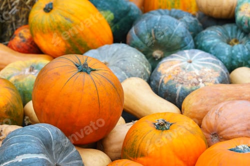 Preview: Stack, Pile Of Colorful Autumn Pumpkins Of Various Shapes And Sizes, Seasonal Harvest Background