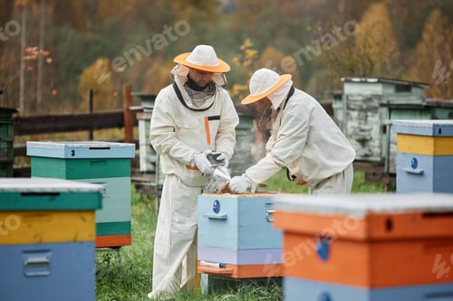 Preview: Beekeepers Using Bee Smoker during Honey Harvesting at Apiary Farm