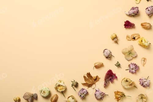 Preview: Dried flower buds on beige background, space for text
