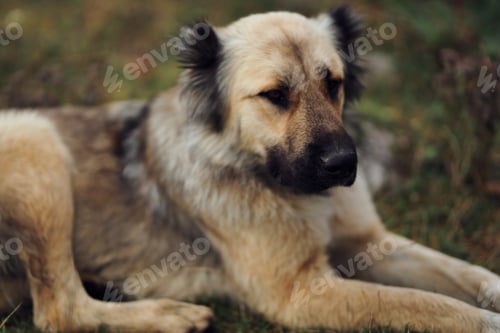 Preview: dog outdoors in the field walk travel friendship