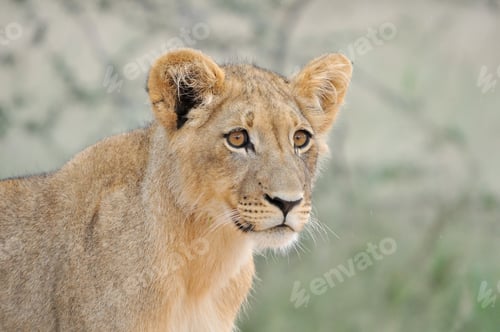 Preview: Lion cub in the Kalahari 2