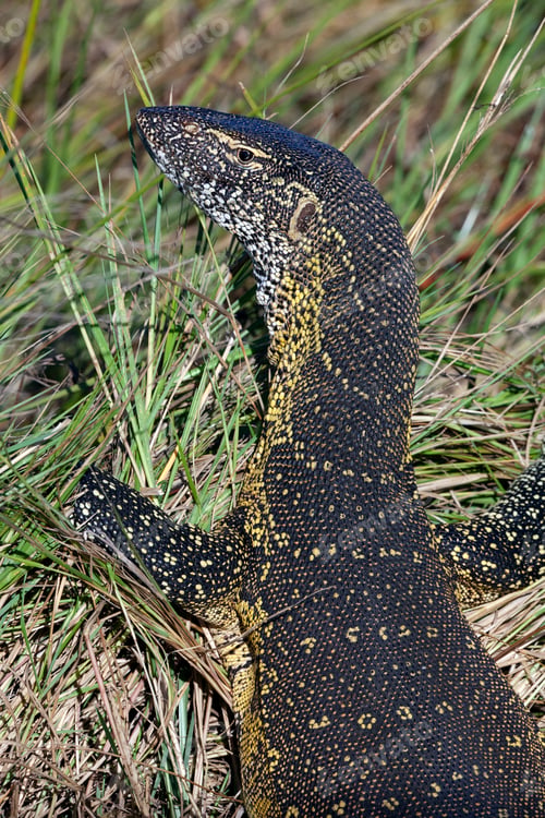 Preview: Water Monitor (Varanus niloticus)