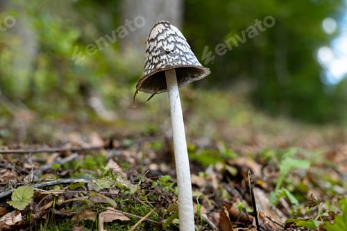 Preview: Decaying older magpie inkcap mushroom (Coprinopsis picacea)