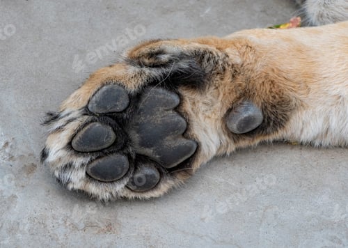 Preview: Paw Lioness Basking In The Warm Sun After Dinner.