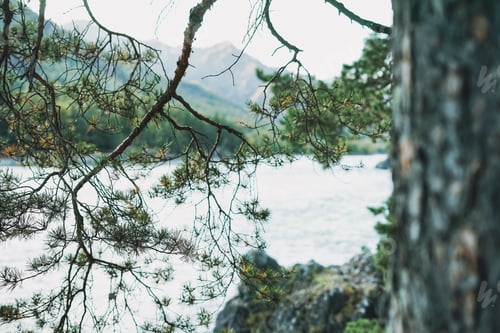 Preview: Large old beautiful branching coniferous tree pine on the background of a mountain river