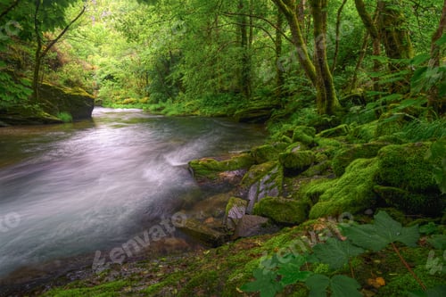 Preview: Overwhelming greenery on mossy rocks and vegetation by a river