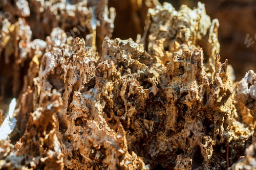 Preview: A rotting tree bark decay due to termites texture pattern natural
