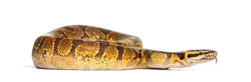 Preview: Ball python sniffing, Python regius, isolated on white
