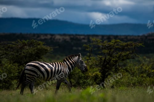Preview: Zebra (Equus quagga) at El Karama Ranch, Laikipia County, Kenya