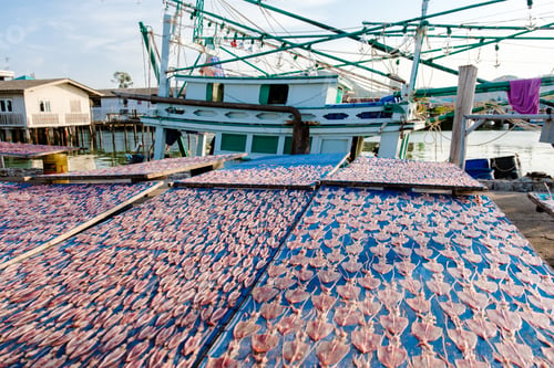 Preview: Bangsaray Pattaya Thailand, fishing harbor at the fishing village Bangsaray