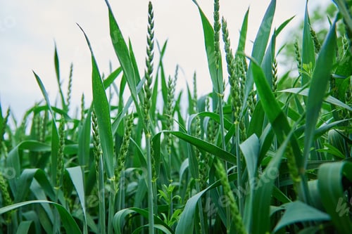 Vista previa: Campo verde con espiga de trigo