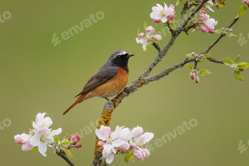 Preview: Close-up shot of a small common redstart perched on a tree branch