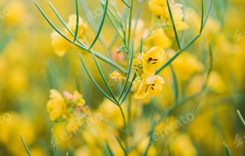 Preview: Green Feathery Senna