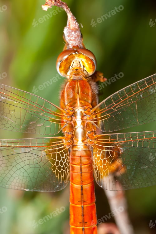 Preview: Dragonfly ( sympetrum sp )
