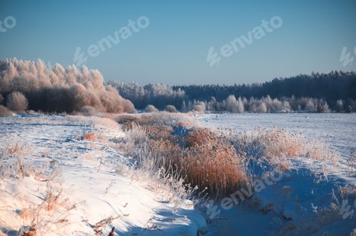 Preview: Winter landscape with reeds, snow covered forest and blue sky, cold early morning