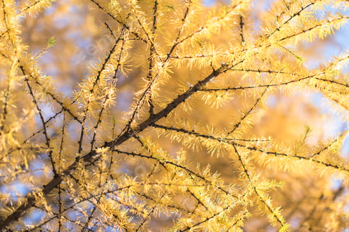Preview: Autumn yellow needles of larch covered first snow, fall season