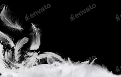 Preview: Fluffy bird feathers in air on black background, space for text