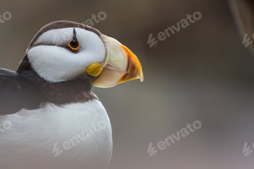 Preview: Puffin