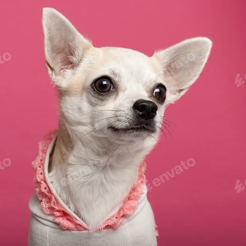 Preview: Close-up of Chihuahua wearing pink laced shirt in front of pink background