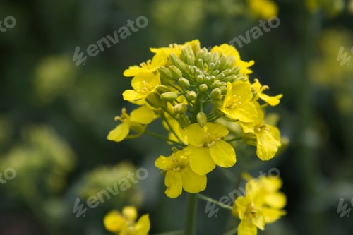 Preview: Yellow rapeseed flowers close up