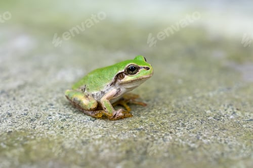 Preview: Close up of Japanese tree frog