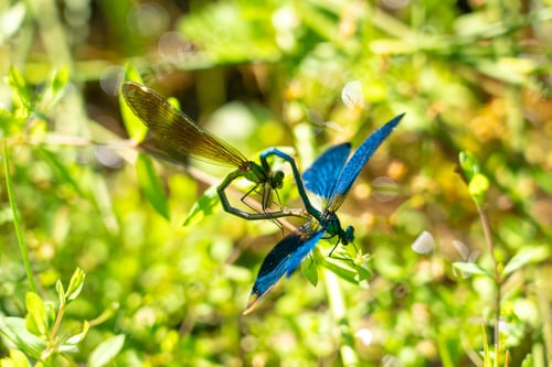 Preview: Colorful dragonflies in a sunlit garden.