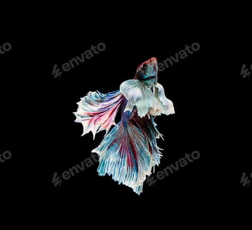 Preview: Betta fish, siamese fighting , betta splendens isolated on black background