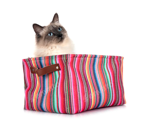 Preview: siberian cat in studio