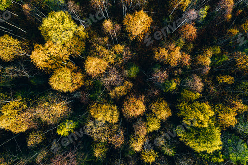 Preview: Aerial top view of yellow and orange autumn trees in forest in rural Finland.