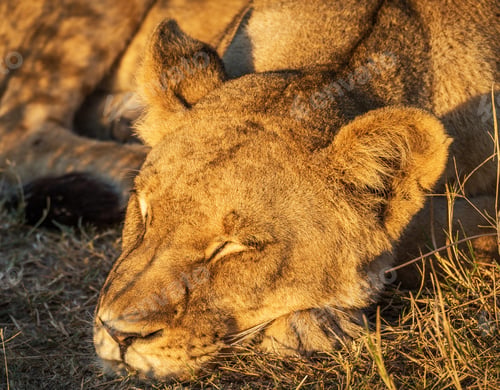Preview: A Creative Botswana Wildlife picture of World