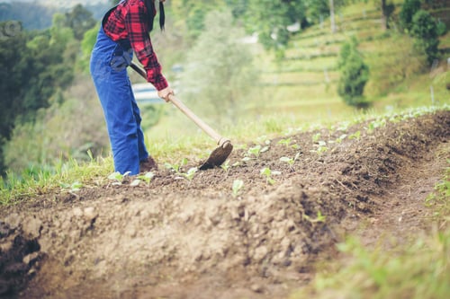 Preview: farmer woman
Planting trees in the garden